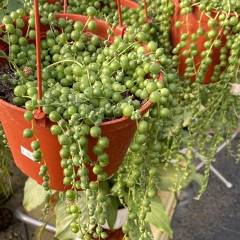 Planted Earth Floral - Greenhouse - Antiques Near Me - Orem, Utah