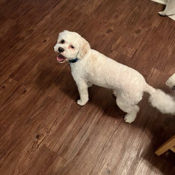 Fang & Claw Mobile Grooming - Pet Groomers Near Me