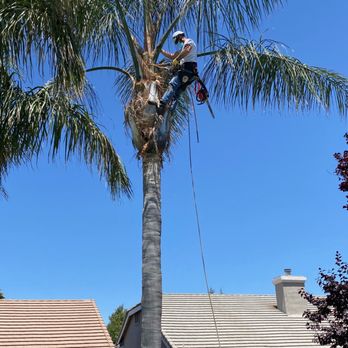 DC Trees - Tree Services Near Me - Elk Grove, California