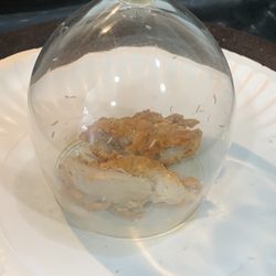 Chester’s Chicken - Larva in chicken