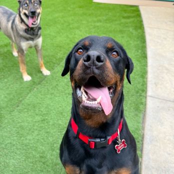 Creature Comfort BnB - Dog Walkers Near Me - Los Angeles, California
