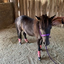 Hitching Post Ranch - Happy horse in her stall getting ready to go for a walk.
