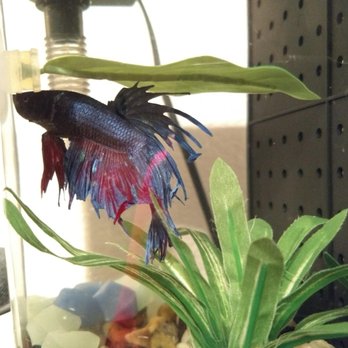 King Aquarium - My Betta fish that is living with me from past 2.5 years old is very interactive. - Pet Stores Near Me - San Jose, California King Aquarium - My Betta fish that is living with me from past 2.5 years old is very interactive. - Pet Stores Near Me - San Jose, California