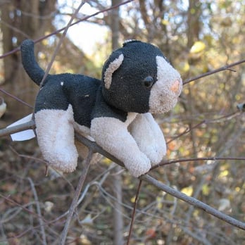 Town Lake Metropolitan Parks - A stuffed cat-dog thing on Town Lake - Parks Near Me - Austin, Texas Town Lake Metropolitan Parks - A stuffed cat-dog thing on Town Lake - Parks Near Me - Austin, Texas