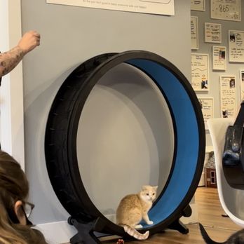affoGATO Cat Café - Cat wheel - Themed Cafes Near Me - Cleveland, Ohio