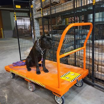 ARK-9 Dog Training - Obedience! - Pet Training Near Me