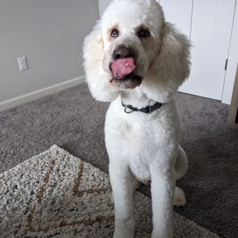 Maria’s Spaw - Pet Groomers Near Me - Forest Grove, Oregon
