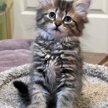 family cats　0507 HAPPY ENDINGS NO KILL CAT SHELTER - Updated August 2025