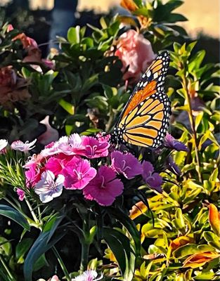 St Simons Island Pier by null