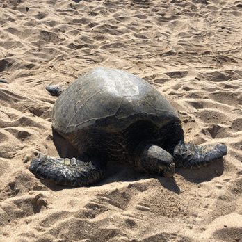 Hookipa Beach Park - Green turtle just hanging out on the beach - Parks Near Me - Paia, Hawaii