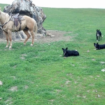 Gary Williams Training - Obedience training for all breeds of family dogs. - Pet Training Near Me
