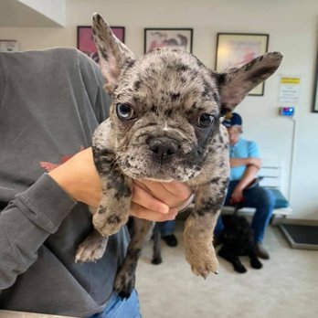 Antelope Veterinary Clinic - Veterinarians Near Me - Red Bluff, California
