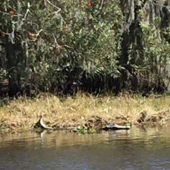 Airboat Adventures - FANTASTIC! J was a very funny informative captain. Great time! We lucked out with a warm sunny day in Feb. - Boat Tours Near Me - Lafitte, Louisiana