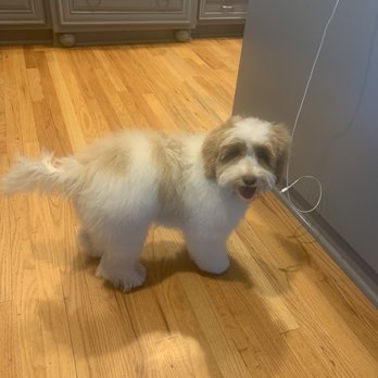 Puff & Fluff Grooming - Litchfield - Pet Sitting Near Me - Goodyear, Arizona