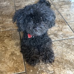The Whole Pet - Shih-poo