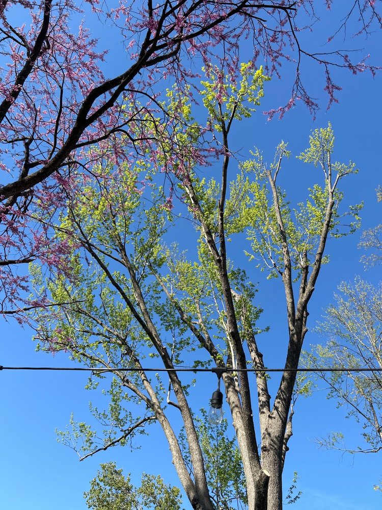 Magnolia Tree Service - tree service in St. Louis, MO