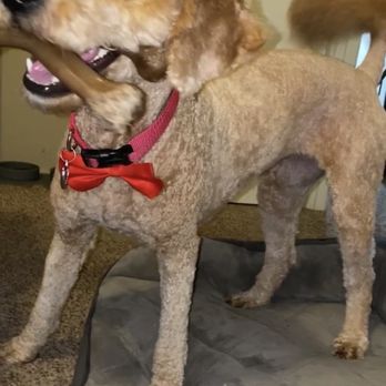 Doggie Dos  - Pet Groomers Near Me - La Mesa, California