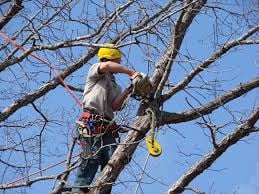 Springfield Tree Service - tree service in Springfield, MO