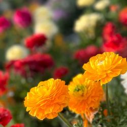 The Home Depot - Ranunculus are now in season...I love their many layered & vibrant petals.