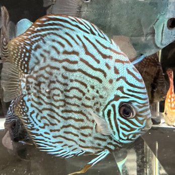 Las Vegas Exotic Fish - Local Fish Stores Near Me - Las Vegas, Nevada Las Vegas Exotic Fish - Local Fish Stores Near Me - Las Vegas, Nevada