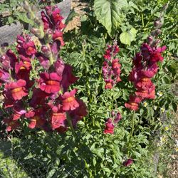 UC Gill Tract Community Farm