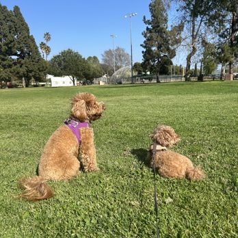 Dogs On The Run - Dog Walkers Near Me - Carlsbad, California Dogs On The Run - Dog Walkers Near Me - Carlsbad, California