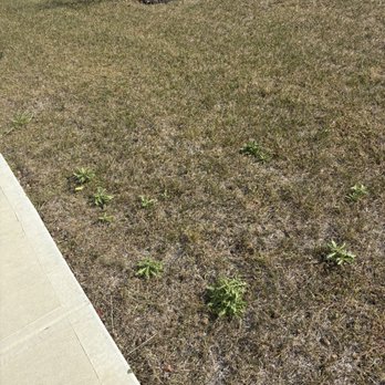TruGreen Lawn Care - Weeds - Tree Services Near Me - Indianapolis, Indiana TruGreen Lawn Care - Weeds - Tree Services Near Me - Indianapolis, Indiana