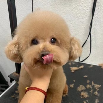 Bark Bath - Pet Groomers Near Me - Walnut, California Bark Bath - Pet Groomers Near Me - Walnut, California