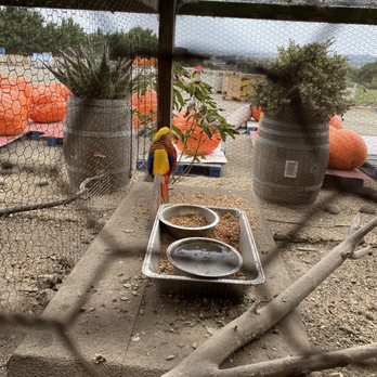 Borchard Farms - Pumpkin Patches Near Me - Salinas, California