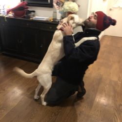 Metro Local Locksmith - Getting some doggy love after replacing some Mul-T-Lock and upgrading security.