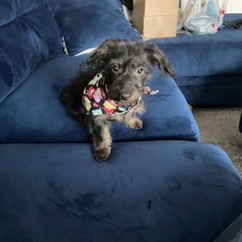 Shampoodles - Winston - Pet Groomers Near Me - Melvindale, Michigan