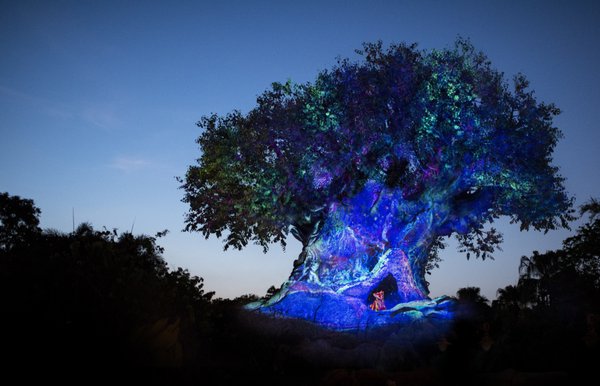 Disney Animal Kingdom by null