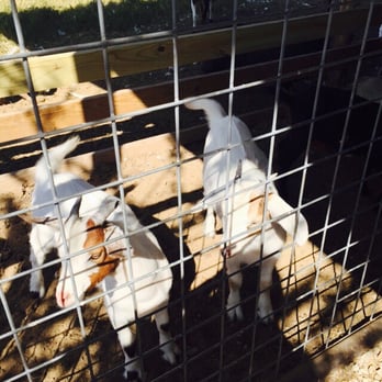 Devine Acres Farm - Amusement Parks Near Me - Devine, Texas Devine Acres Farm - Amusement Parks Near Me - Devine, Texas