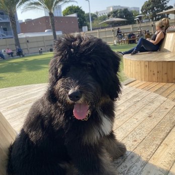 DOG PPL - Tortellino 3 DogPPL - Dog Parks Near Me - Santa Monica, California