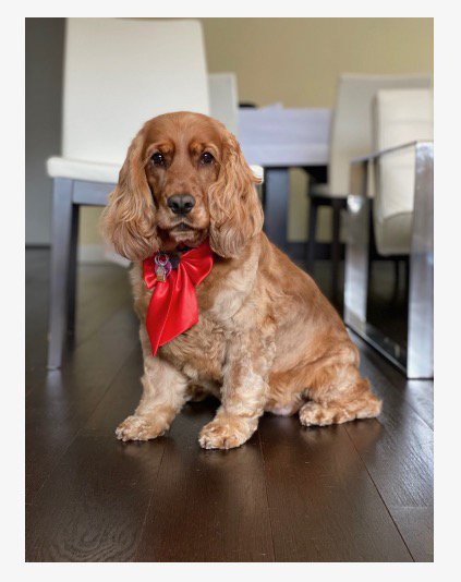 Le Pet Salon & Boutique Image