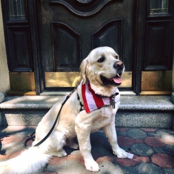 Pupculture - Martin looking quite dapper with his Pup Culture cut and bandana! - Pet Sitting Near Me - New York, New York Pupculture - Martin looking quite dapper with his Pup Culture cut and bandana! - Pet Sitting Near Me - New York, New York