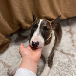 Freckles and Friends Pet Clinic - PennyLu
