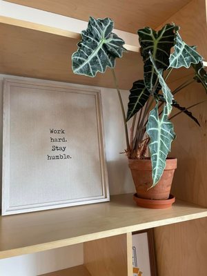 Blake Orchard Juicery by null