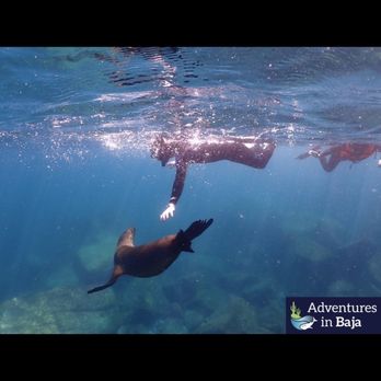 Adventures in Baja - Scuba Diving Near Me - Cabo San Lucas, BCS