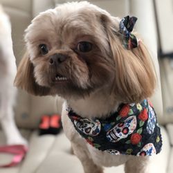 East Montgomery Animal Hospital - After their groom(: