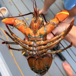 Dorr Lobster Seafood Market