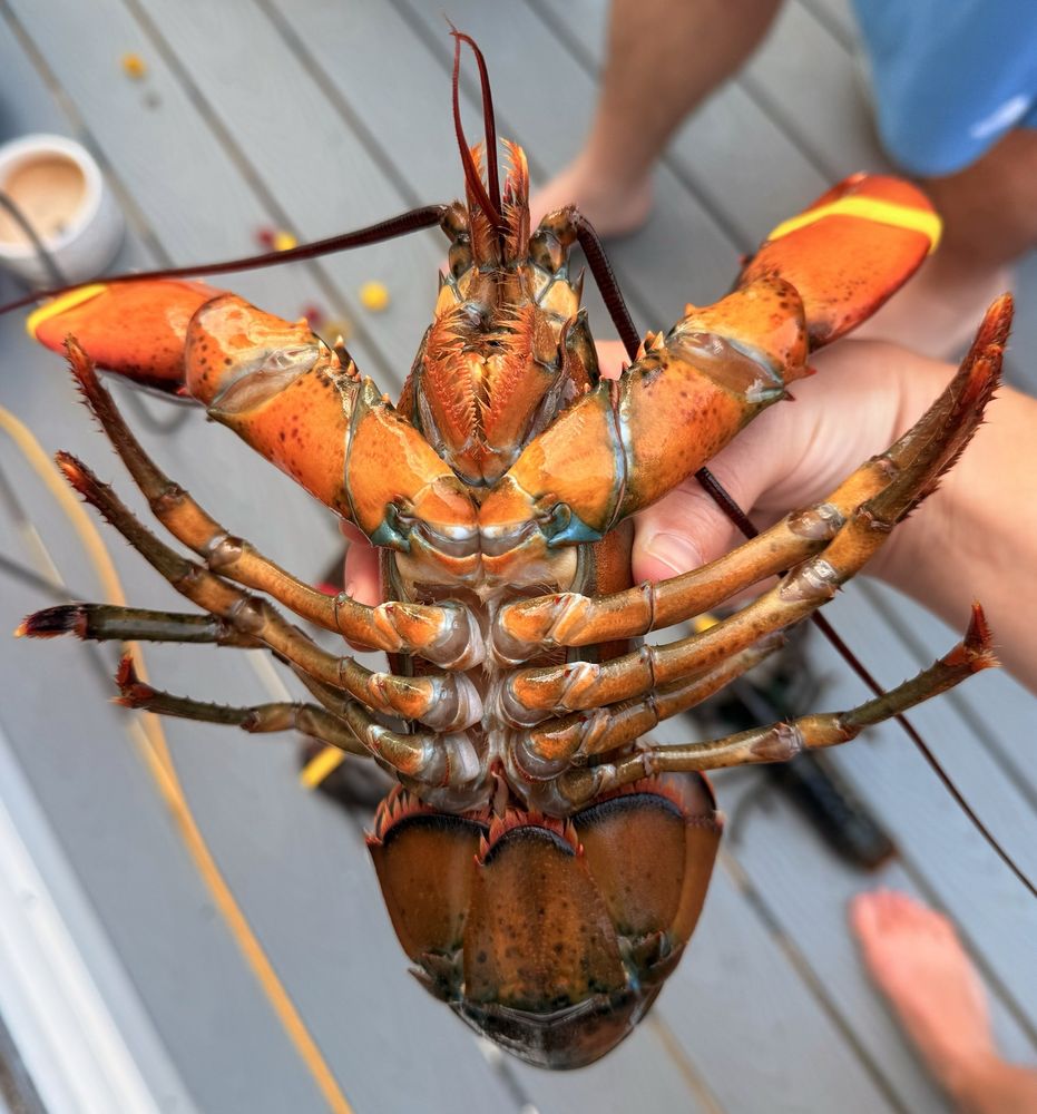Dorr Lobster Seafood Market Logo