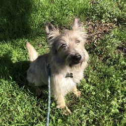 Wags And Whiskers Pet Rescue  ·