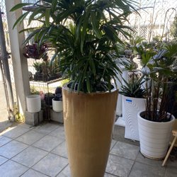 Eden Nursery - Raphis palm