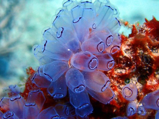 Culebra Divers by null