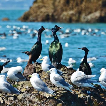 Seaman's Ecotour Adventures - Pelagic cormorants and black legged kittiwakes - Boat Tours Near Me - Homer, Alaska Seaman's Ecotour Adventures - Pelagic cormorants and black legged kittiwakes - Boat Tours Near Me - Homer, Alaska