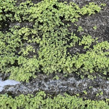 Castillo de San Marcos - Close up view of the cool moss growing on the wall. - Landmarks & Historical Buildings Near Me - Saint Augustine, Florida