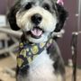 Photo of Sittin’ Pretty Pet Spa