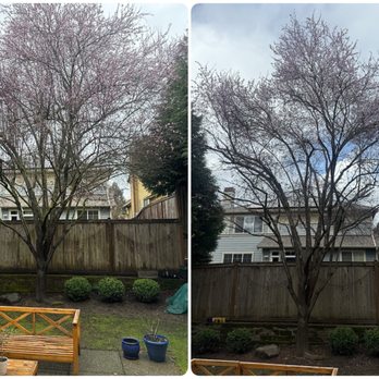 Zorro Landscaping - Before and after of our plum tree. - Landscaping Near Me - Lynnwood, Washington Zorro Landscaping - Before and after of our plum tree. - Landscaping Near Me - Lynnwood, Washington