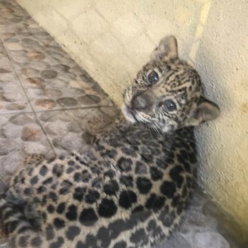 Zoologico De Vallarta - Zoos Near Me - Boca de Mixmaloya, JAL